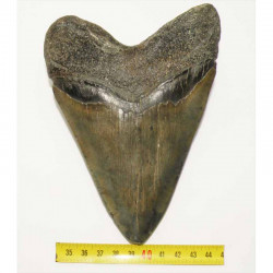 dent de requin Carcharodon megalodon ( 15.29 cms - 245 )