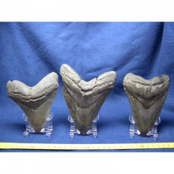 3 presentoirs pour dent de requin et megalodon