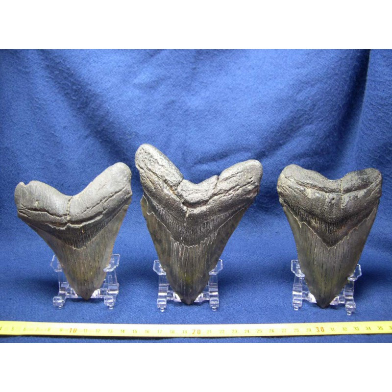 6 presentoirs pour dent de requin et megalodon