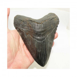 dent de requin Carcharodon megalodon (  14.6 cms - 292)