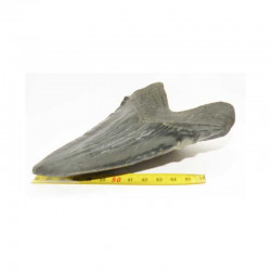 dent de requin Carcharodon megalodon (  14.6 cms - 292)