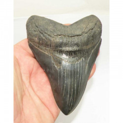 dent de requin Carcharodon megalodon (  12.1 cms - 005)