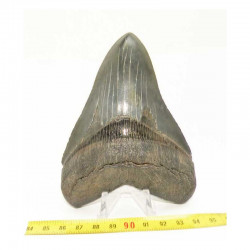 dent de requin Carcharodon megalodon (  12.1 cms - 005)