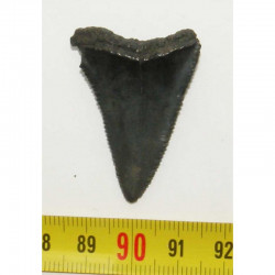dent de requin Carcharodon carcharias ( 3.9 cm - 110 )