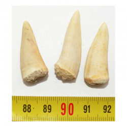 lot de 3 Dents Fossiles d Enchodus Lybicus ( 022 )