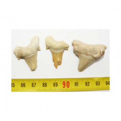 lot de 3 dents pathologique de requin Lamna Obliqua ( 024)