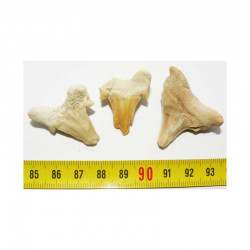lot de 3 dents pathologique de requin Lamna Obliqua ( 024)