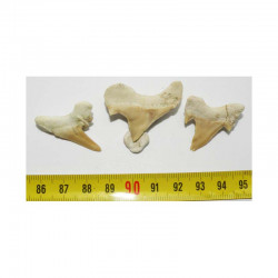 lot de 3 dents pathologique de requin Lamna Obliqua ( 021 )