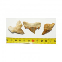 lot de 3 dents pathologique de requin Lamna Obliqua ( 025 )