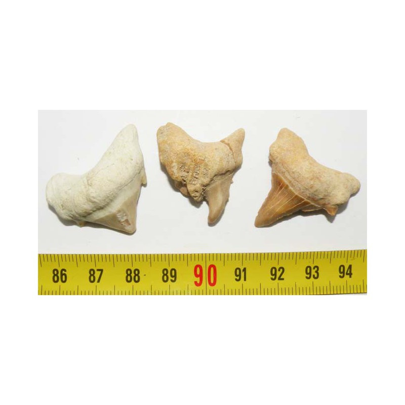 lot de 3 dents pathologique de requin Lamna Obliqua ( 025 )