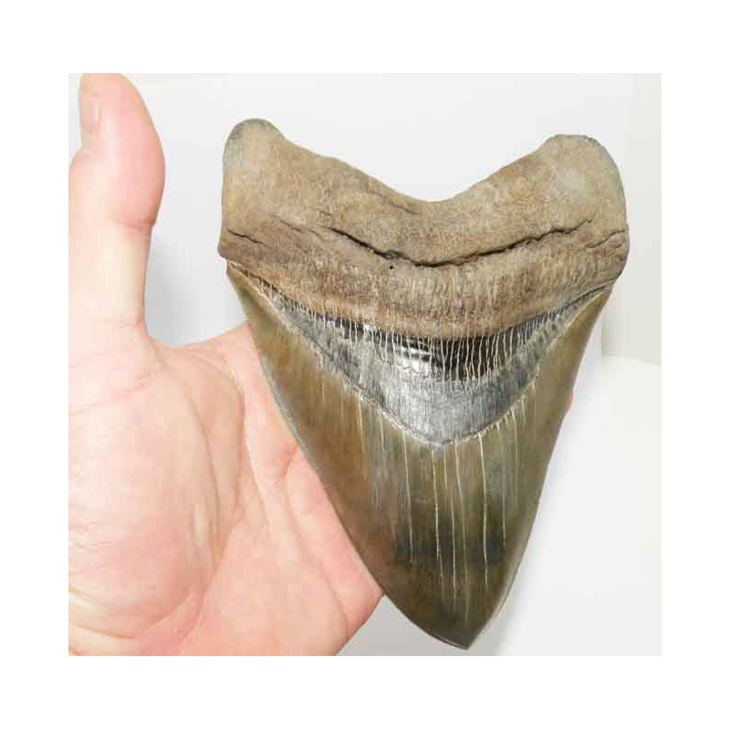 dent de requin Carcharodon megalodon ( 17.2 cms - LA 3 )