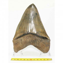 dent de requin Carcharodon megalodon ( 17.2 cms - LA 3 )