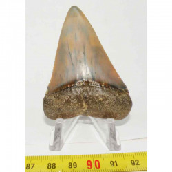 dent de requin Carcharodon carcharias ( 6.9 cm - LA 2)