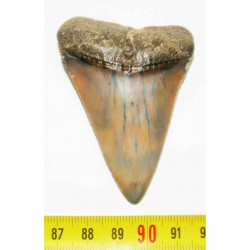 dent de requin Carcharodon carcharias ( 6.9 cm - LA 2)