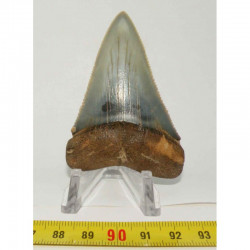 dent de requin Carcharodon carcharias ( 7.0 cm - LA  1)