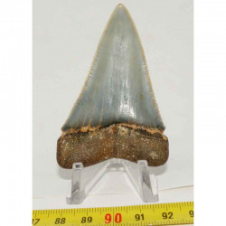 dent de requin Carcharodon carcharias ( 7.0 cm - LA  1)