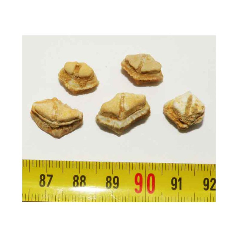 lot de 5 dents de Rhombodus binkhorsti ( 001)