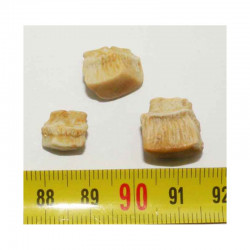 lot de 3 dents de Rhombodus binkhorsti ( 002