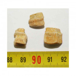 lot de 3 dents de Rhombodus binkhorsti ( 006
