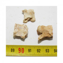 lot de 3 vertebres de Palaeophis maghrebianus ( 013 )