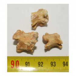 lot de 3 vertebres de Palaeophis maghrebianus ( 015 )