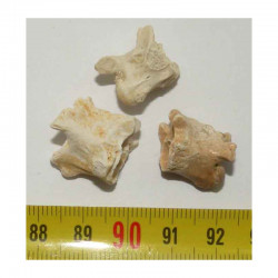 lot de 3 vertebres de Palaeophis maghrebianus ( 018 )