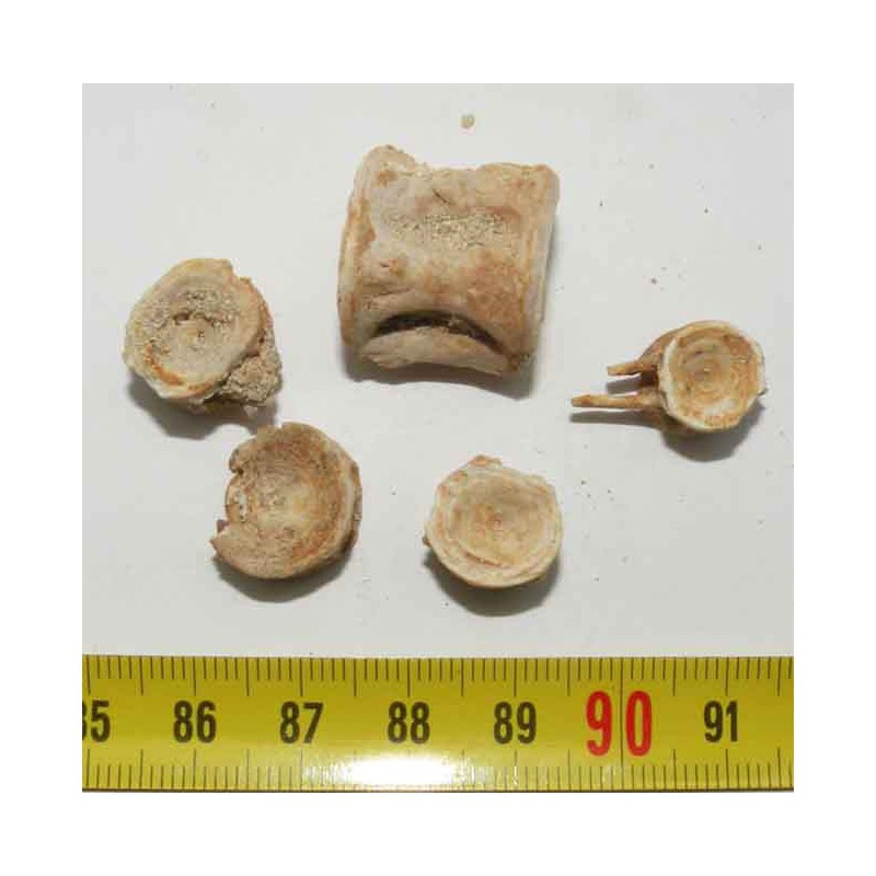 lot de 5 vertebres fossiles de poissons du Maroc ( 007 )