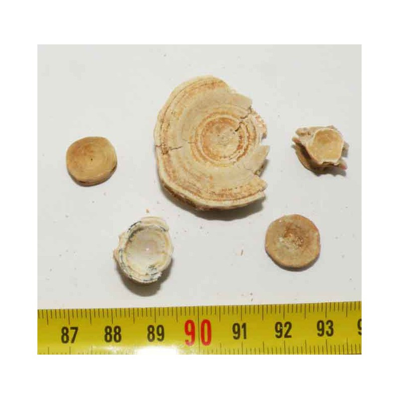 lot de 5 vertebres fossiles de poissons du Maroc ( 008 )