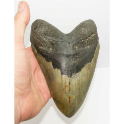 dent de requin Carcharodon megalodon ( 17.3 cms - LA 4 )
