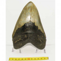 dent de requin Carcharodon megalodon ( 17.3 cms - LA 4 )