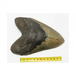 dent de requin Carcharodon megalodon ( 17.3 cms - LA 4 )
