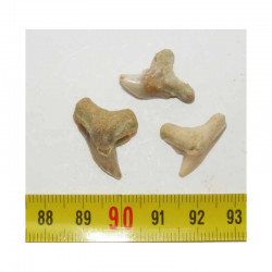 3 dents de requin Galeocerdo ( 005 )