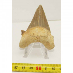 dent Fossile de requin Lamna Obliqua ( 6.7 cms - 013 )