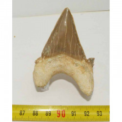 dent Fossile de requin Lamna Obliqua ( 6.7 cms - 013 )