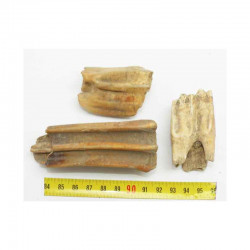 lot de 3 dents de cheval prehistorique ( 046 )