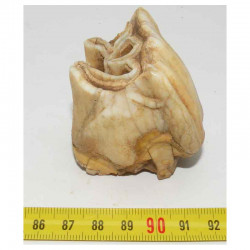dent de Rhinoceros Laineux ( 024 )