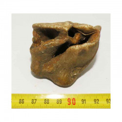 dent de Rhinoceros Laineux ( 025 )