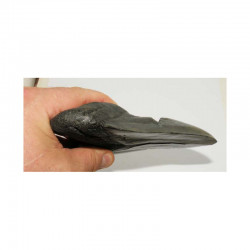 dent de requin Carcharodon megalodon (15.2 cms - 191)