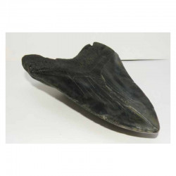 dent de requin Carcharodon megalodon (15.2 cms - 191)