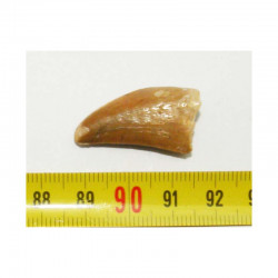1 dent de Carcharodontosaurus saharicus - T REX Africain ( 3.0 cms -  002 )