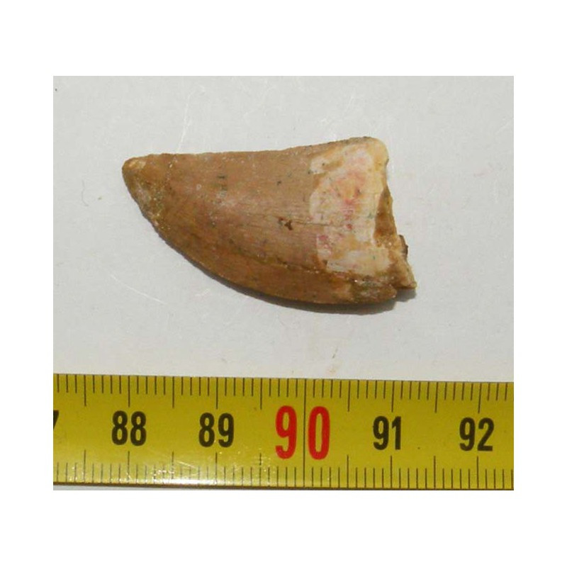1 dent de Carcharodontosaurus saharicus - T REX Africain ( 3.5 cms - 003. )