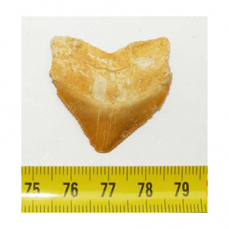 dent de requin Squalicorax Pristodontus ( 3.4 cms - 003 )
