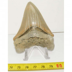 dent de requin Carcharocles chubutensis ( 7.7 cms - 048 )
