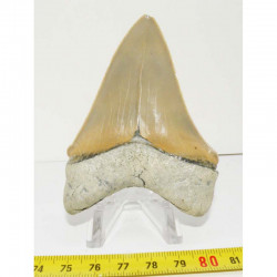 dent de requin Carcharocles chubutensis ( 7.7 cms - 048 )