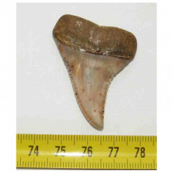 dent de requin Carcharodon carcharias ( 4.5 cm -  026 )