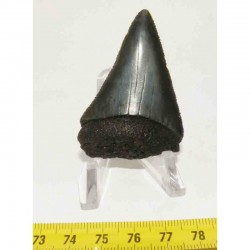 dent de requin Carcharodon carcharias ( 5.5 cm -  020 )