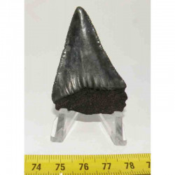 dent de requin Carcharodon carcharias ( 5.5 cm -  020 )