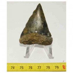 dent de requin Carcharodon carcharias ( 5.3 cm -  030 )