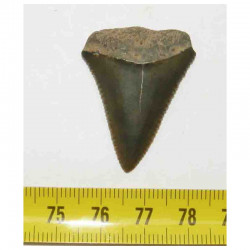 dent de requin Carcharodon carcharias ( 3.5 cm -  028 )
