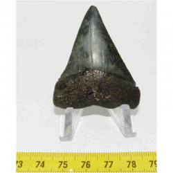 dent de requin Carcharodon carcharias ( 5.2 cm -  031 )